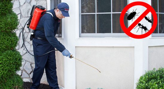 Yapraklı Pire İlaçlama böcek ilaçlama ve haşere kontrolü — ilaclama-tr.com